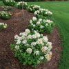 Proven Winners® Fire Light Tidbit® Hydrangea