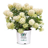 Proven Winners® Fire Light Tidbit® Hydrangea