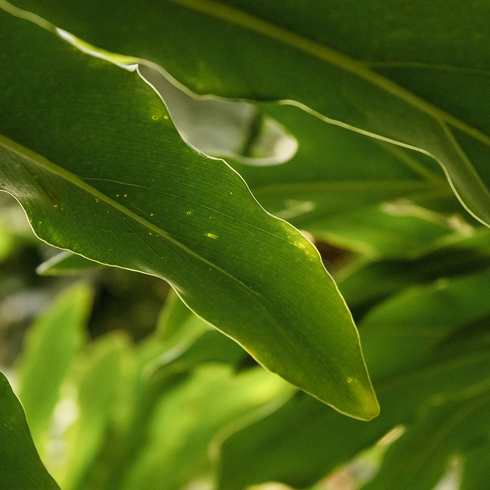Dwarf Cardamom - USDA Organic