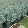 Fat Albert Colorado Blue Spruce Tree