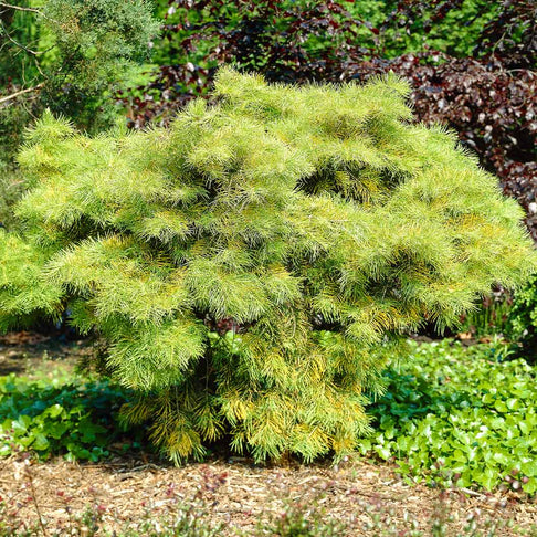 Wintergold White Fir Tree