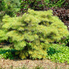 Wintergold White Fir Tree