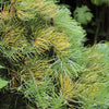 Wintergold White Fir Tree