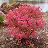 Proven Winners® Fire Ball Seedless™ Burning Bush