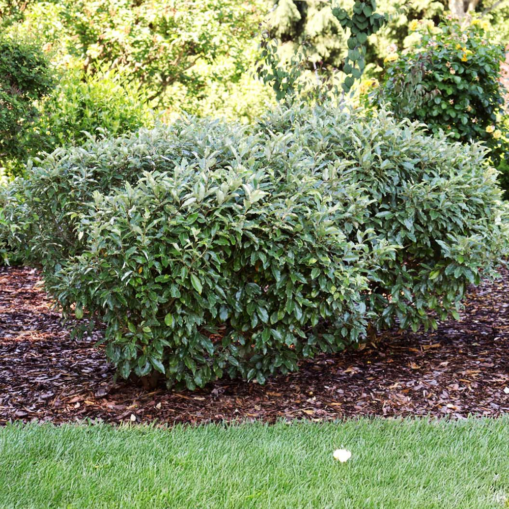 Proven Winners® Fire Ball Seedless™ Burning Bush