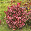 Proven Winners® Fire Ball Seedless™ Burning Bush