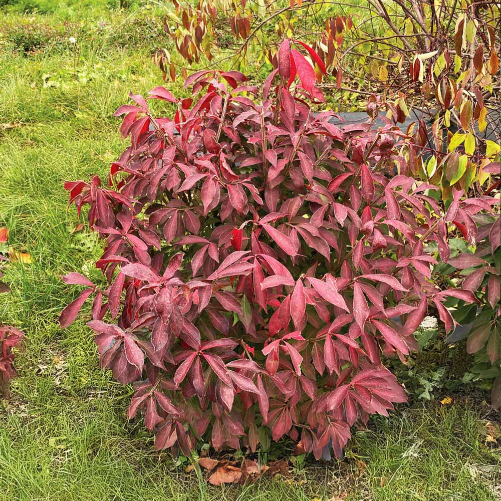 Proven Winners® Fire Ball Seedless™ Burning Bush