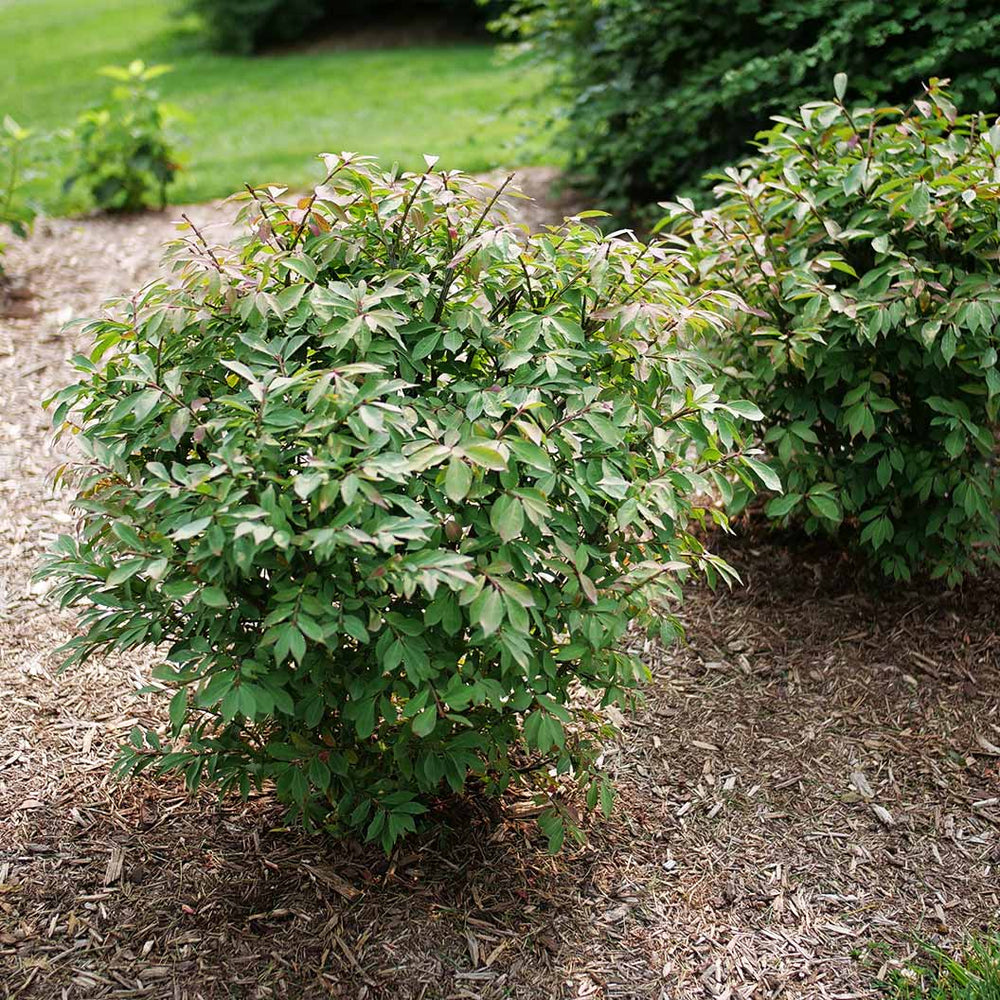 Proven Winners® Fire Ball Seedless™ Burning Bush