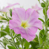 Firefly™ Moonlight™ Pink Petunia Plant