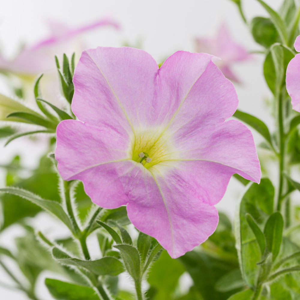Firefly™ Moonlight™ Pink Petunia Plant