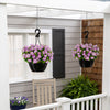 Firefly™ Moonlight™ Pink Petunia Plant