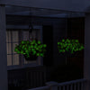 Firefly™ Moonlight™ Pink Petunia Plant