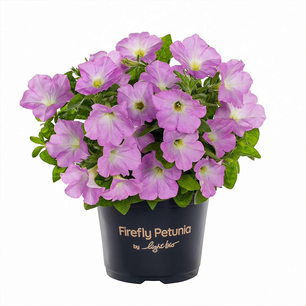 Firefly™ Moonlight™ Pink Petunia Plant