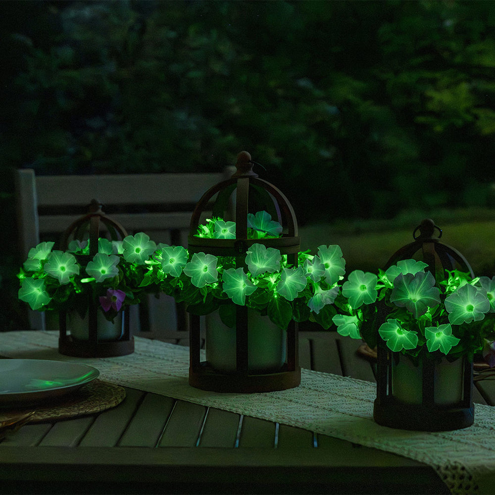 Firefly™ Moonlight™ Pink Petunia Plant