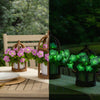 Firefly™ Moonlight™ Pink Petunia Plant