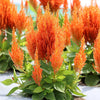 Flamma Orange Celosia Plant