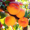 Flordabelle Peach Tree