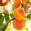 Flordacrest Peach Tree