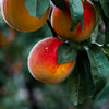 Flordaglo Peach Tree