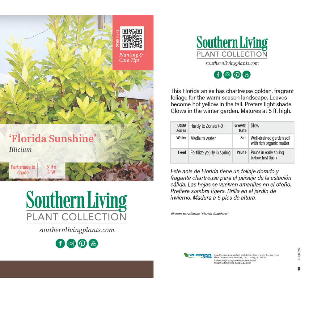 Southern Living® Florida Sunshine Illicium