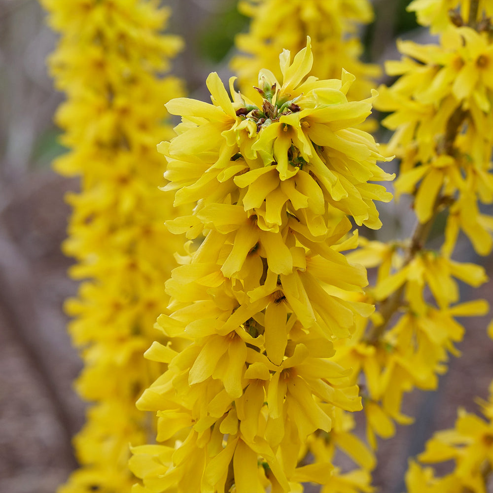 Proven Winners® Show Off Sugar Baby Forsythia Shrub