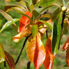 Franklin Tree