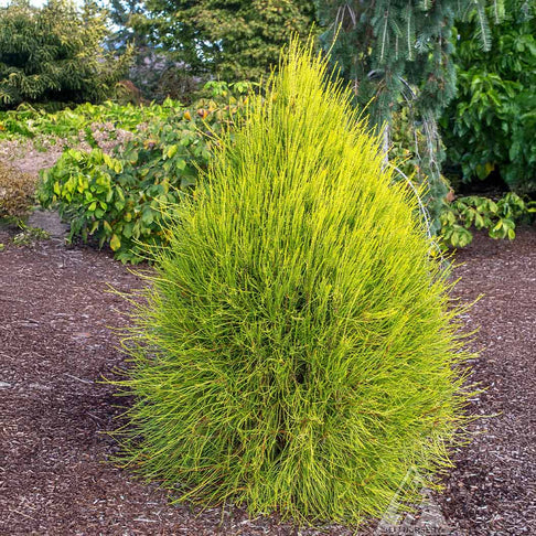 Franky Boy Chinese Arborvitae Plant
