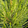 Franky Boy Chinese Arborvitae Plant