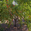 Frost Proof Peach
