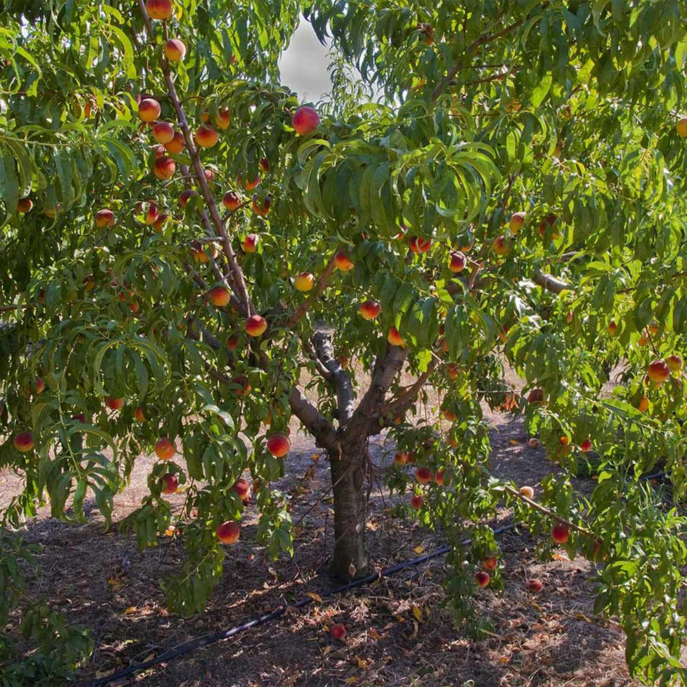 Frost Proof Peach