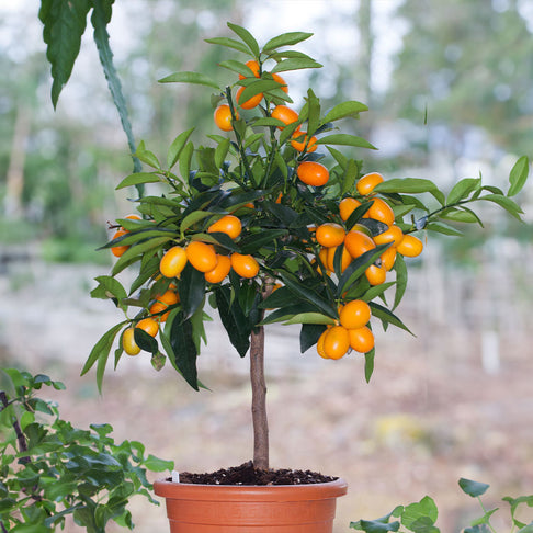 Fukushu Kumquat Tree