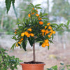 Fukushu Kumquat Tree