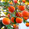 Fuyu Persimmon Tree
