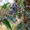 Glossy Privet Bush