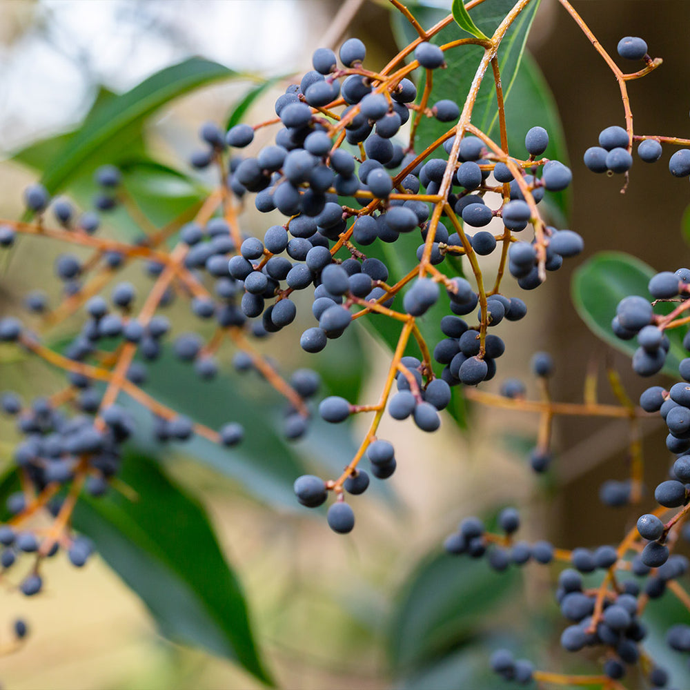 Glossy Privet Bush