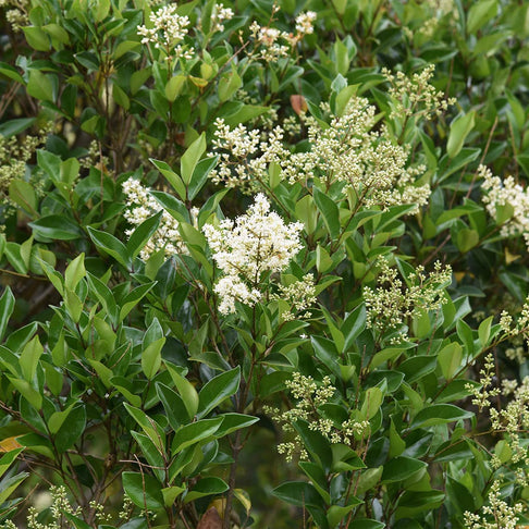 Glossy Privet Bush