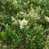 Glossy Privet Bush