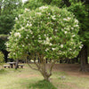 Glossy Privet Bush