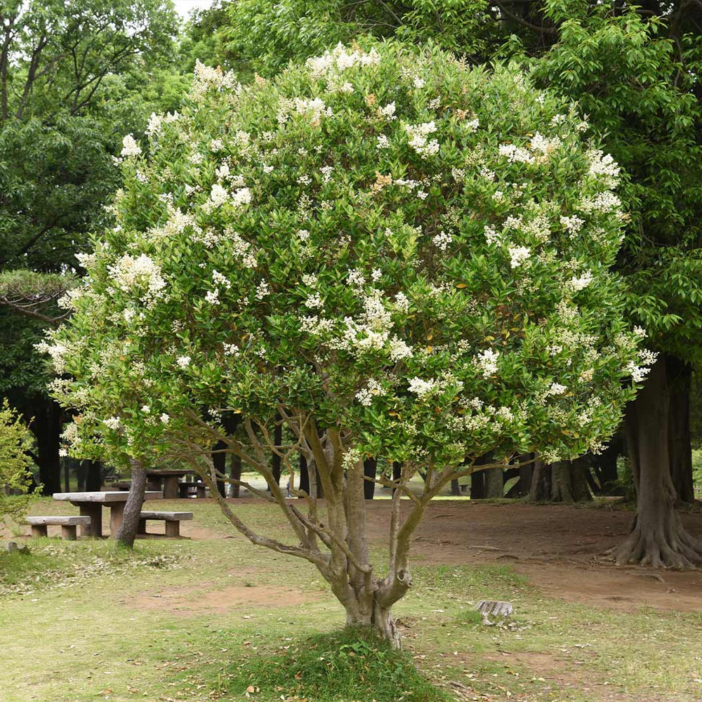 Glossy Privet Bush