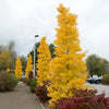 Grindstone Ginkgo Tree