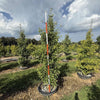 Grindstone Ginkgo Tree