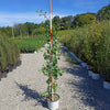 Grindstone Ginkgo Tree