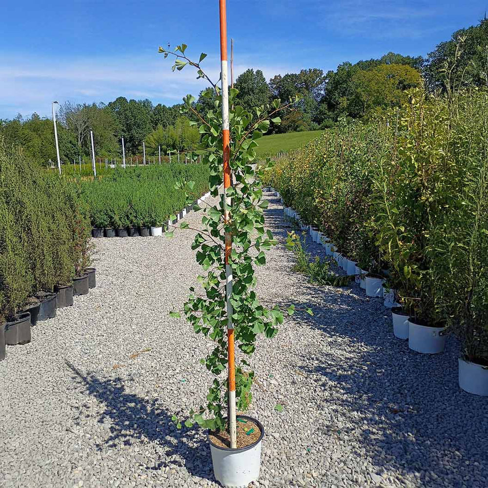 Grindstone Ginkgo Tree