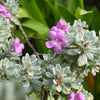 Green Texas Sage Shrub