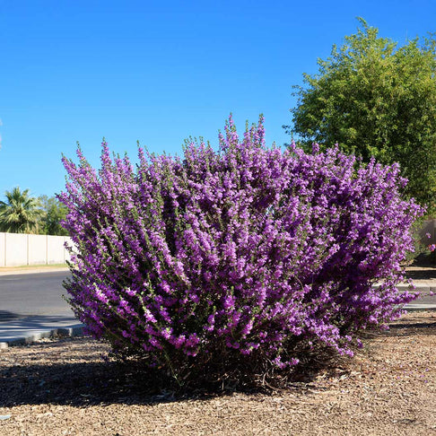Green Texas Sage Shrub