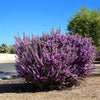 Green Texas Sage Shrub