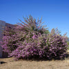Green Texas Sage Shrub