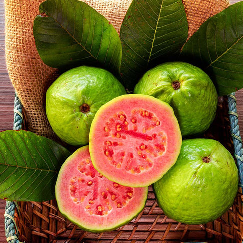 Ruby Supreme Guava Tree