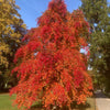 Tupelo Tower™ Black Gum Tree