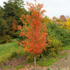 Tupelo Tower™ Black Gum Tree
